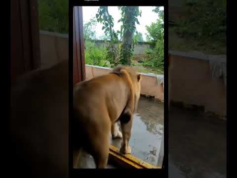 #Lion 🦁🦁🦁🦁🦁🦁🦁🦁🦁🦁🦁🦁🦁🦁🦁🦁🦁🦁🦁🦁🦁🦁🦁🦁