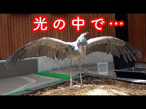 【光の中のふたば】ハシビロコウふたば、光の中の神々しい姿!【秋のふたば2024-10】Futaba,the Shoebill   autumn 2024-10