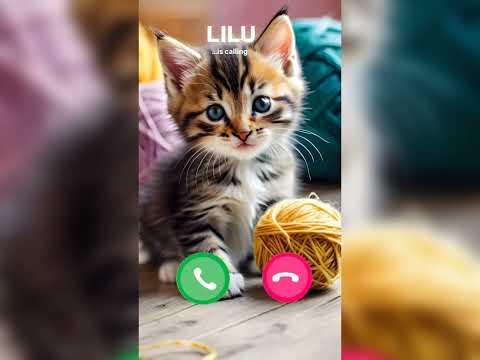 Cat Video 📸 // Trending Ringtone Viral Videos iphone ringtone// Cartoon video WhatsApp Messenger 