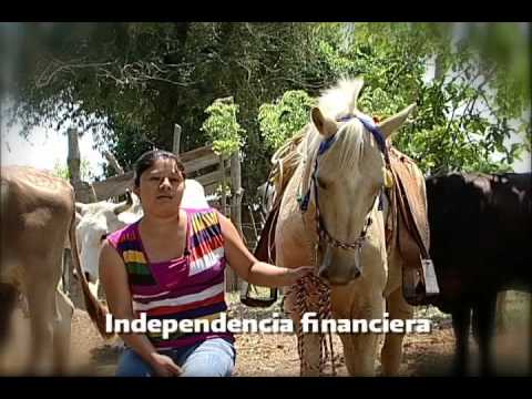 GANADO BOVINO VERACRUZ ganado bovino veracruz: