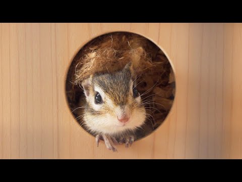 出るのかい?出ないのかい?どっちなんだい!?