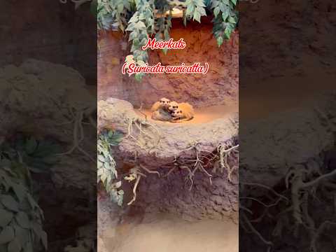 Best reptile shops in the UK part 4: M.A.R.P.C #reptiles #uk #pets #shop #fypシ #mansfield #wildlife