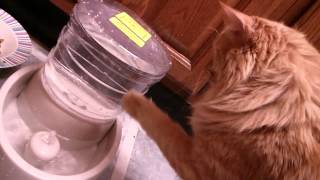 animal planet auto flow pet fountain