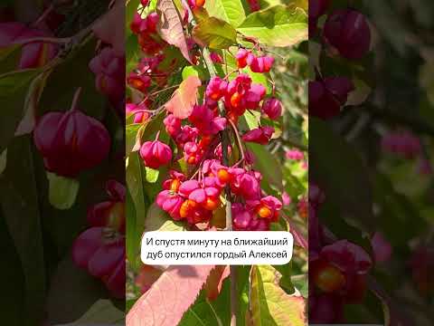 Окончание сказки Старшина Волк и 7 новобранцев. #австрия #история #сказка #юмор #русскиевевропе