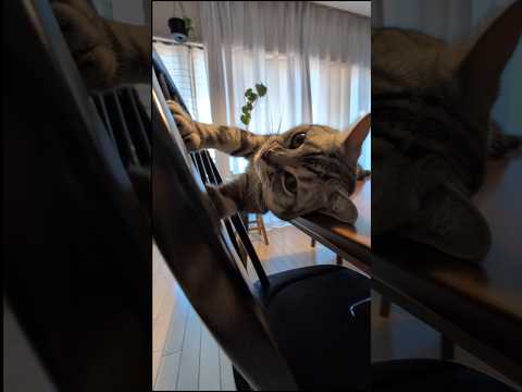 アメショーのラッテと猫との生活：暮らしの工夫と日常のポイント サムネイル