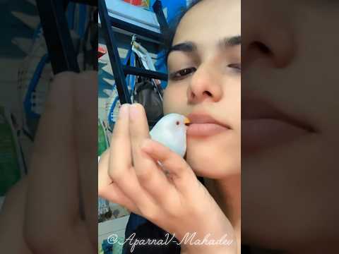 Little beak, big love for kisses🕊️| #budgiebaby #budgiecute #birdlovers #trending #viral