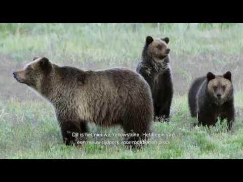 Yellowstone'