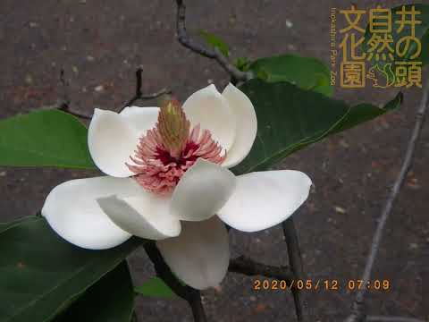 井の頭自然文化園 花ごよみ動画 ウケザキオオヤマレンゲの開花（2020年5月9日〜13日撮影）