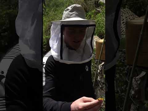 Mad Honey Hunting