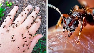 Самые страшные насекомые мира, с которыми лучше не связываться