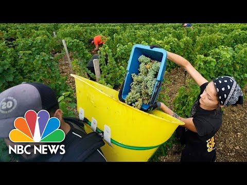 French Winemakers Harvest Grapes Early In What Could Be A Vintage Year
