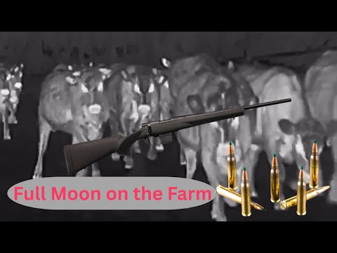 Fox Hunting: Full Moon on the Farm