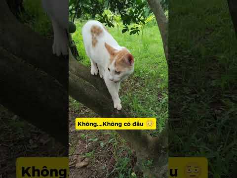 NGÃ BAY MÈO VÀ CÁI KẾT OÁI ĂM 😵‍💫#meo #vutrudramameo #haihuoc #xuhuong #meme