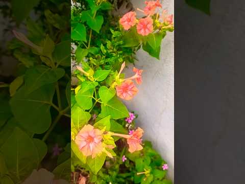 Gule-bash #4 o'clock plant #viralvideo #viralshorts #shorts #shortsvideo #reels