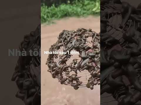 Bão lũ chạy mất dép luôn #xuhuongyoutube #xuhướng #automobile