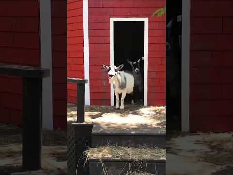 FUNNY VIDEO #ytshorts#trending #trendingshorts#funny#cartoon#aivideo#aigenerated#yt#shorts#goat#ai