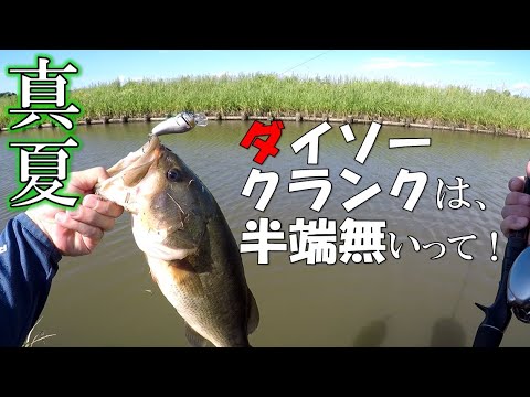 真夏もダイソークランクはエグかった！【バス釣り】#78＜右巻き大好き＞