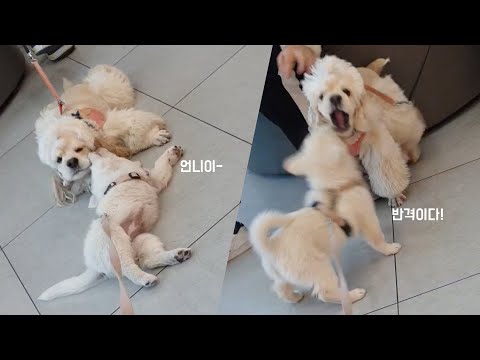 병원에서 🐶