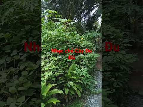 Cây đủ đủ #nhạcchếgõbo #câyđuđủ
