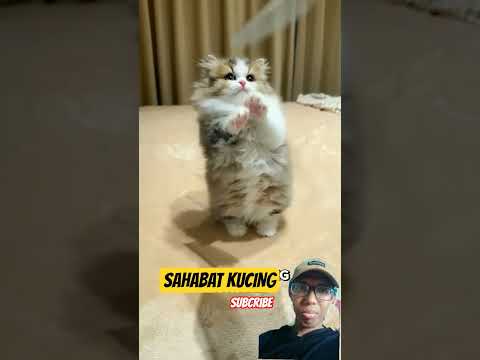 Kucing lucu banget, minta maen #kucing #kucinglucu #cat #kucinganggoralucudanimut #pets #shortvideo