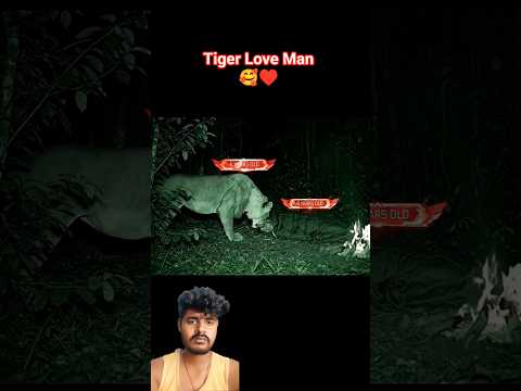 Tiger Lover♥️ #tiger #friendship #manpower #animals #lion #king #lover #short #aura #shorts #respect