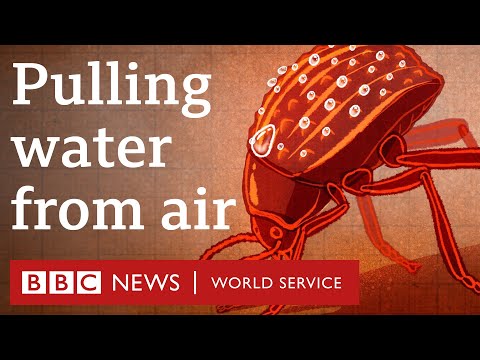 Upload mp3 to YouTube and audio cutter for Can a tiny beetle help with global water shortages? - BBC World Service, 30 Animals podcast download from Youtube