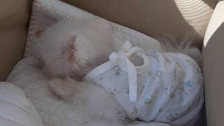 動画サムネイル