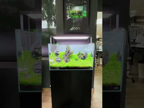 If Homelander says so...🦸‍♂️🙄 #ad #greenaqua #aquascaping #aquascape #plantedtank #amazingnature #shortsvideo #fish #shortvideo #plant