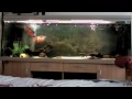 TheOscarFishLover