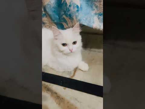 New cat videos😍#cutecat #catvideos #pets #cute #cat #catlovers #shortsfeed #shortvideo #short #live