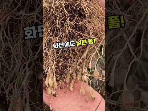 맥문동 #맥문동효능 #맥문동차 #맥문동뿌리 #기관지건강 #목건강 #마른기침 #구기자 #약초차 #전통약초 #한방약재 #야생약초 #사포닌 #건강차