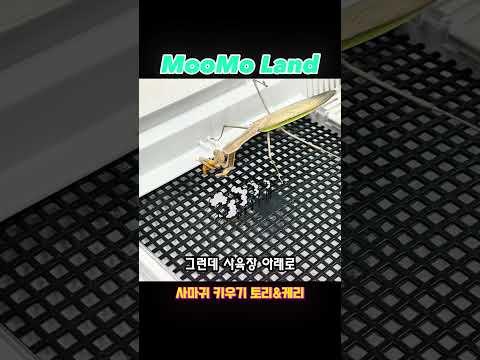 사마귀 키우기 ’밀웜 사냥의 일타강사 사마귀’