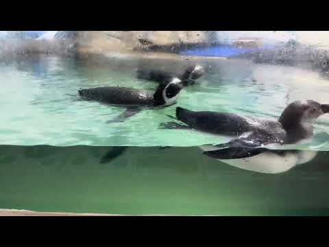 Humboldt Penguins swimming laps looking at people at the Grand Mazatlán Aquarium