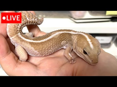 【メンテLIVE】ニシアフ【2025_No.33】