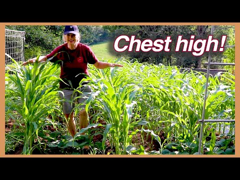 PEACHES HEARTBREAK, Onion harvest, Corn update! Part 2!