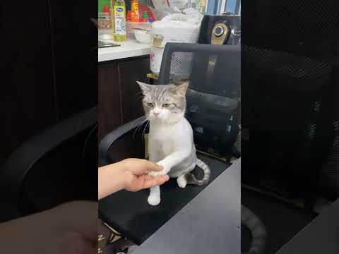 Cat Handsake #shorts