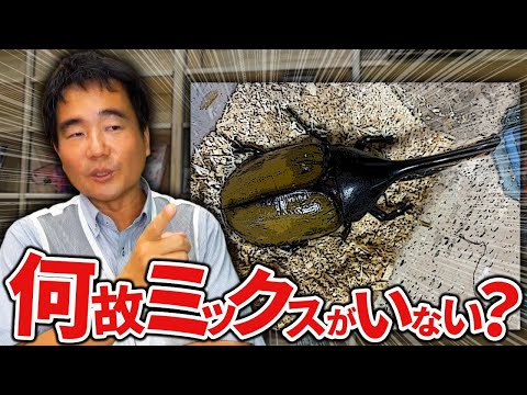何故、カブクワには血統はあるのに、ミックスはいないのか？