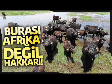 Yüksekova’da Afrika’yı Andıran Belgesel Tadında Görüntüler
