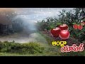 Special Focus on Andhra Apple :  Apple cultivation in AP