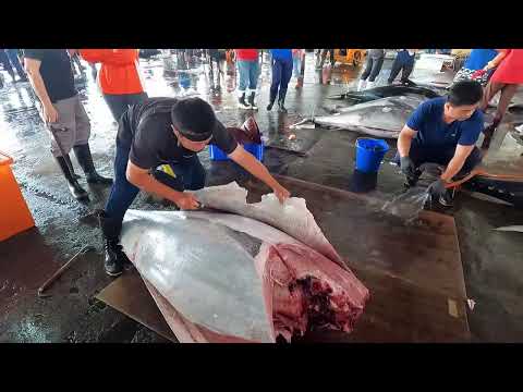 305kg Giant Bluefin Tuna Cutting