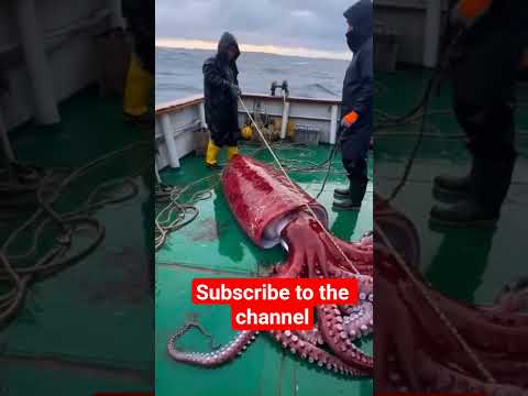 What is this strange creature?