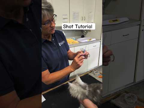 How to Give a Kitten a Convenia Injection_ Step-by How to Give a Kitten a Convenia Injection_ Step-by-Step with Kathy's Kattery

@WHPKathysKattery 

Jo