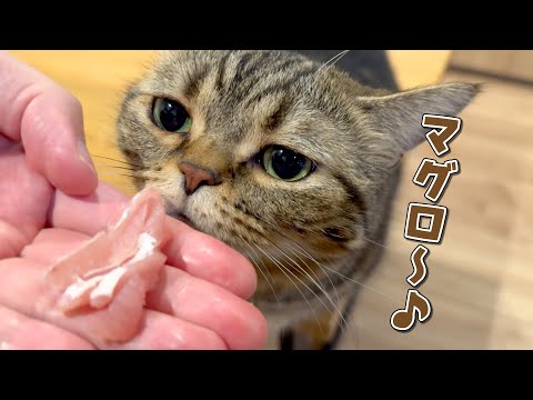お刺身大好きな食いしん坊猫の意外な秘密とは…!?