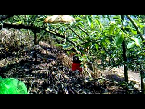 蜜蜂請不要叮我