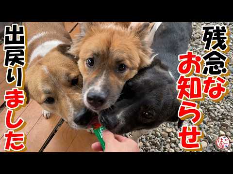 【保護犬 子犬】残念なお知らせ+おまけコーナー