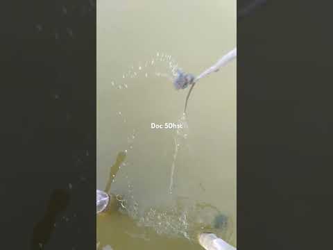 #udangvaname #budidayaudangvaname #kolamudang #doc50 #udangairasin