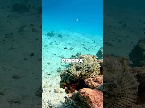 Pez Piedra 🐟🪨 #animals #curiosidades #pez #piedra #sabiasque #peces #shorts #top #vs #yt