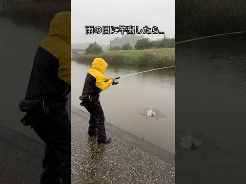 雨の日に竿出したら…  #釣り #fishing
