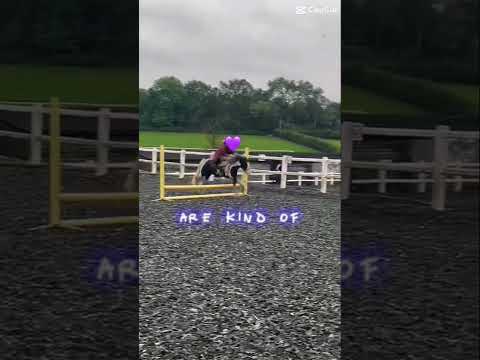 10/10 strides #horse #equestrianjourney #horseenthusiast #equestrian #horsefan