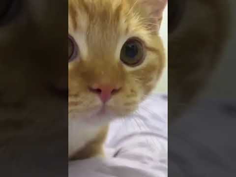 Tiny Cat, Big Laughs: Funniest Moments Ever! 😹🐾